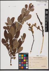 Foto von Salix aurita L. x Salix cinerea L.